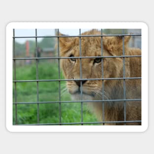 Lioness stare from inside enclosure zoo Sticker